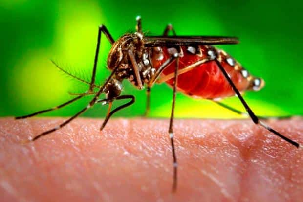surtos de dengue e febre amarela