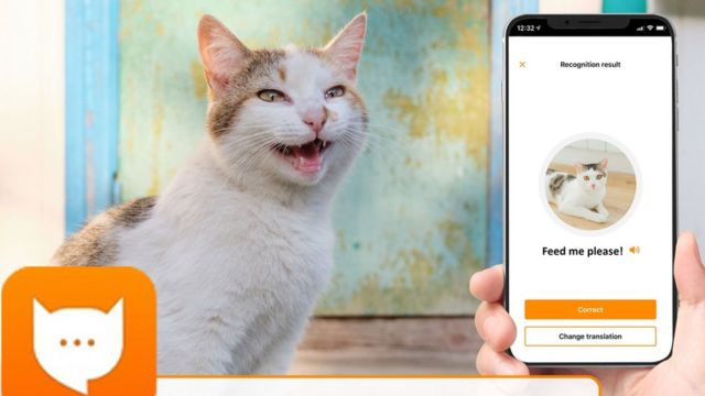 app para falar com gatos